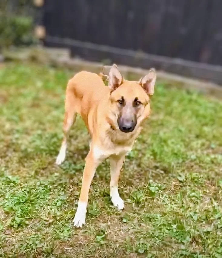 A young large-sized male German Shepherd Dog named Rocky for adoption in La Crescent, MN