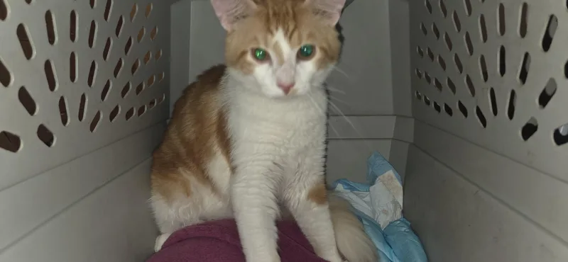 An adult medium-sized male Tabby (Orange / Red) Domestic Medium Hair cat named Tigger for adoption in Evansville, IN