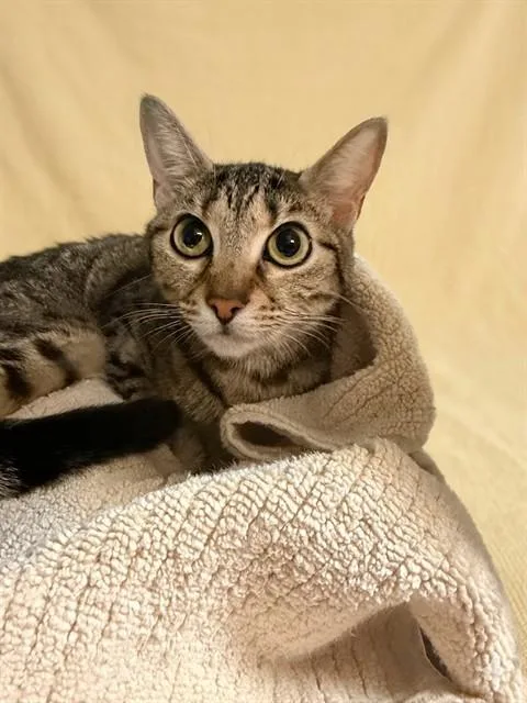 Myla