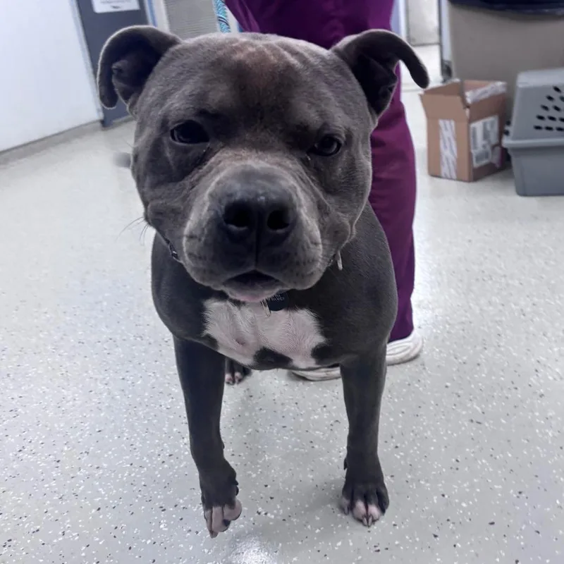 A senior large-sized male Pit Bull Terrier dog named Maximillian for adoption in Indianapolis, IN