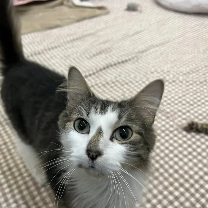 An adult medium-sized male Brown / Chocolate Domestic Medium Hair cat named Ash River for adoption in Bedford, NH