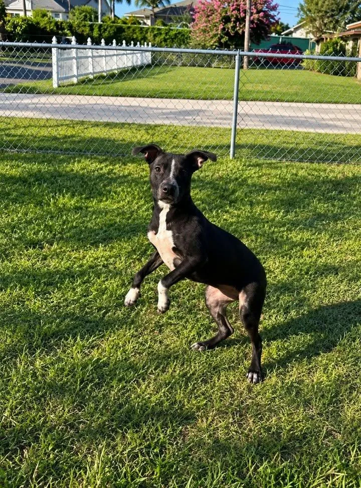A young medium-sized female Black Mouth Cur dog named Sianna for adoption in Winter haven, FL