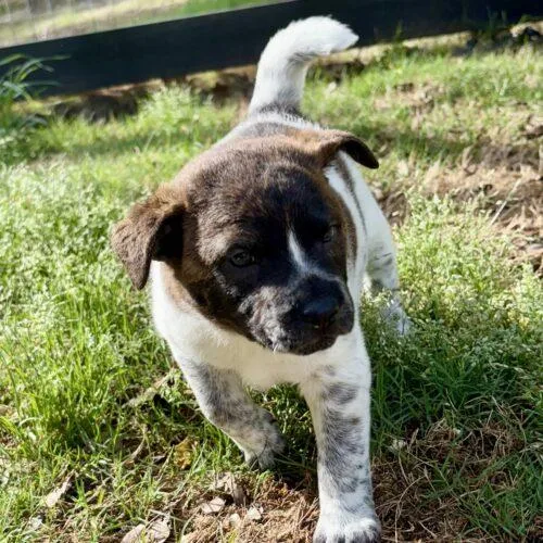 A baby small-sized female Yellow / Tan / Blond / Fawn Australian Shepherd dog named Nala for adoption in Sanford, NC