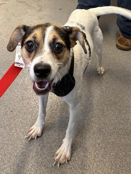An adult small-sized female Mixed Breed dog named Missy for adoption in West Chester, PA