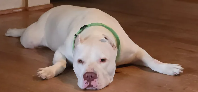 A young large-sized male White / Cream Pit Bull Terrier dog named Kane for adoption in Shelbyville, KY