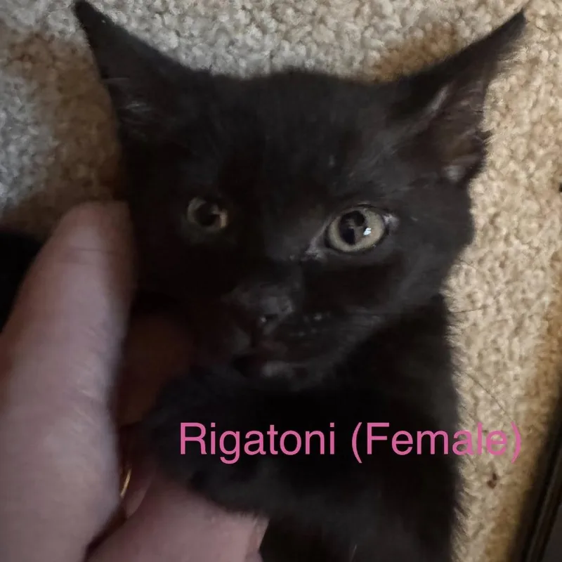 A baby small-sized female Black Domestic Short Hair cat named Rigatoni for adoption in La Grange, KY