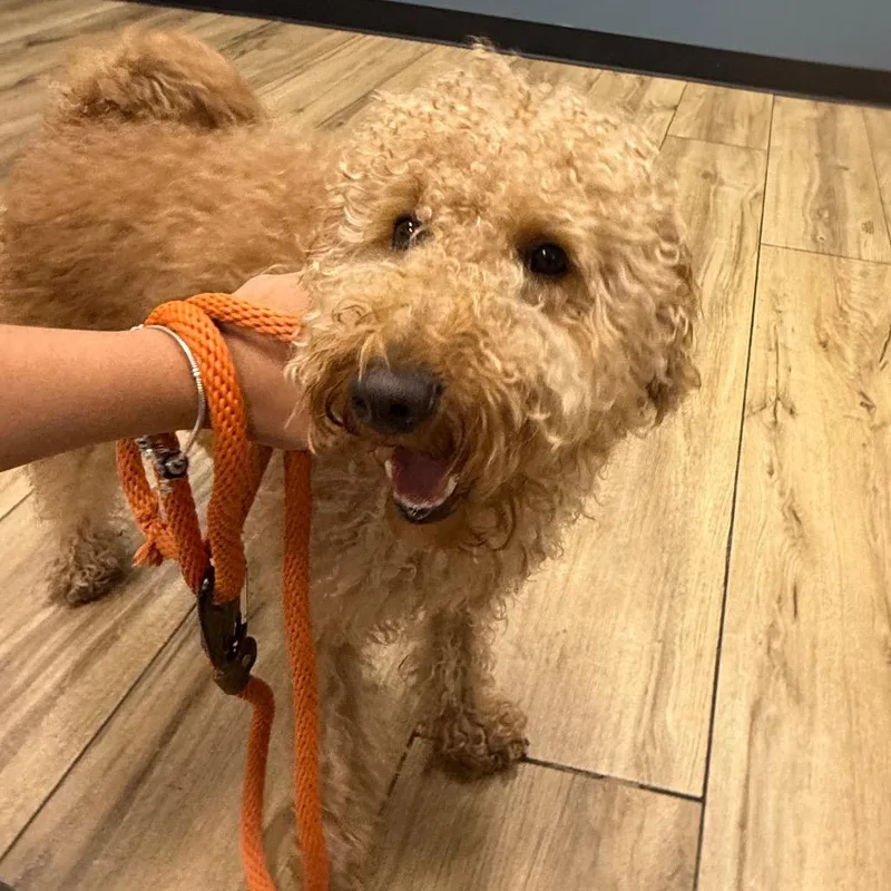A baby small-sized male Brown / Chocolate Wheaten Terrier dog named Scout for adoption in Newark, NJ