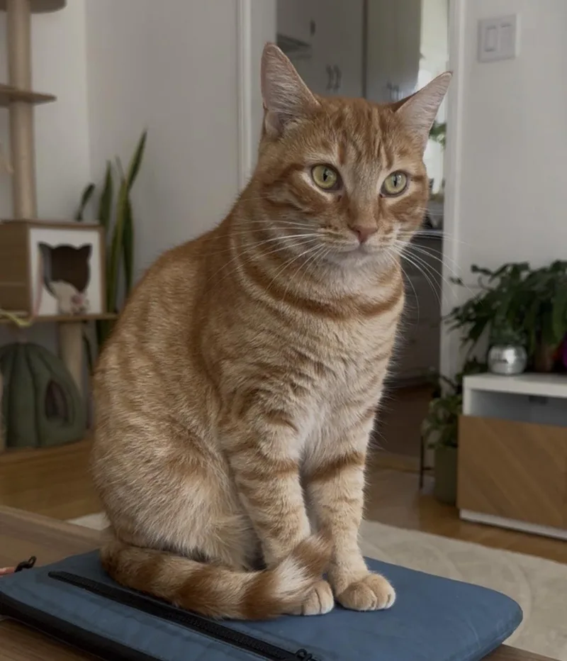 A young medium-sized female Tabby (Orange / Red) Domestic Short Hair cat named Maple for adoption in Los Angeles, CA