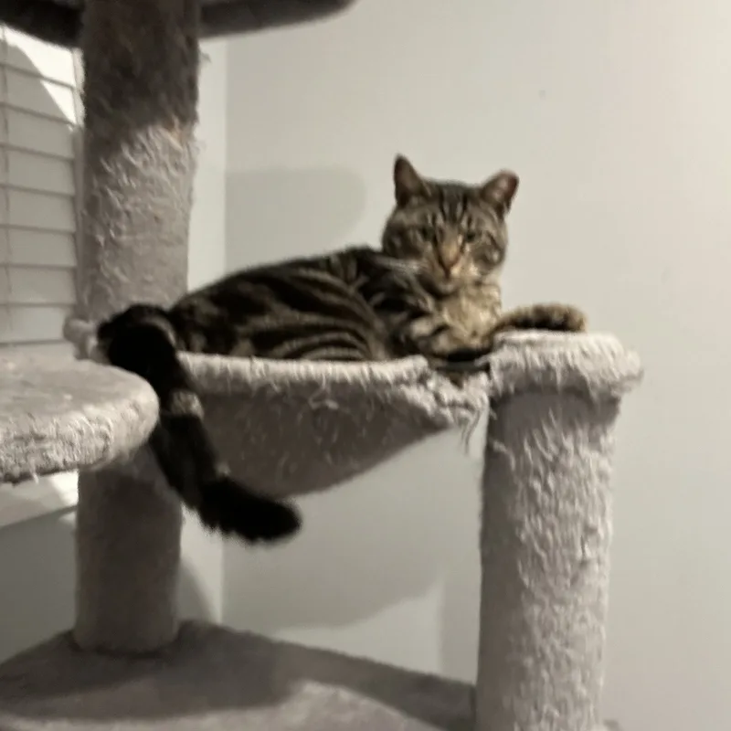 An adult medium-sized male Tabby (Gray / Blue / Silver) Domestic Short Hair cat named Oliver James for adoption in Sayville, NY