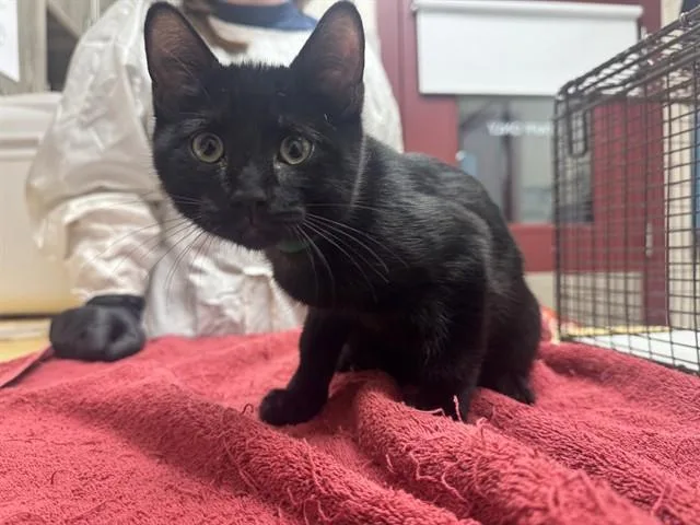 A baby small-sized male Domestic Short Hair cat named Berlioz for adoption in Colorado Springs, CO
