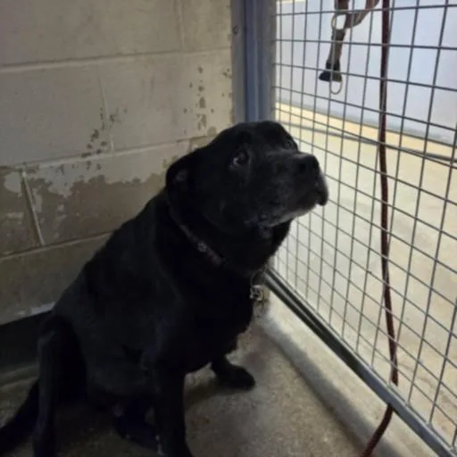 A senior small-sized male Staffordshire Bull Terrier dog named Rex for adoption in Los Angeles, CA