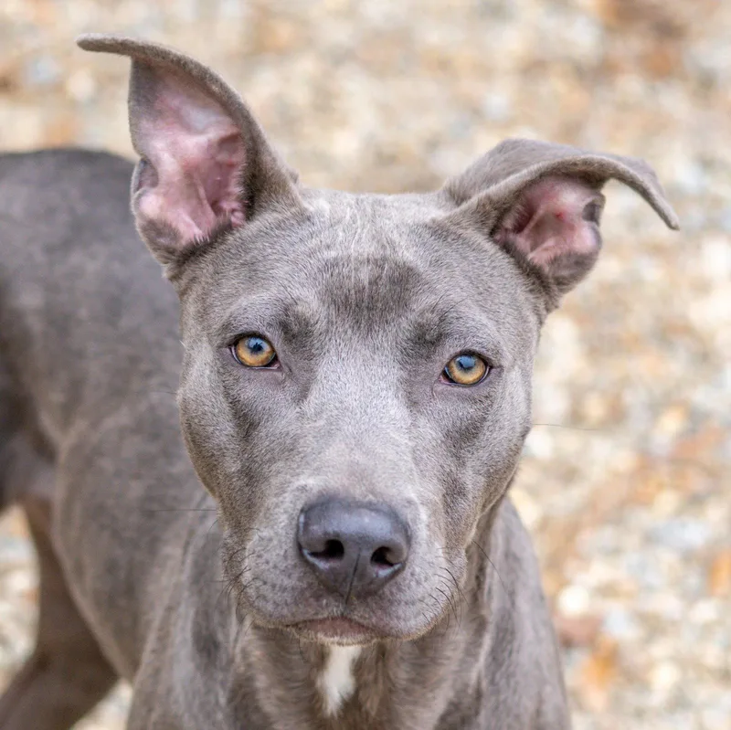 An adult medium-sized male Weimaraner dog named Earl Grey for adoption in Hilton Head Island, SC