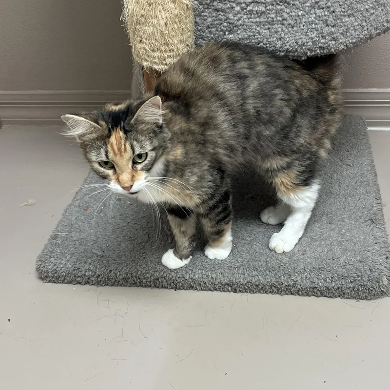 An adult medium-sized female Calico cat named Nova for adoption in Carthage, IL