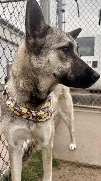A baby large-sized female Husky dog named Kendra for adoption in Balch Springs, TX