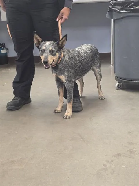 A young large-sized female Australian Cattle Dog / Blue Heeler dog named Pounce for adoption in Phoenix, AZ