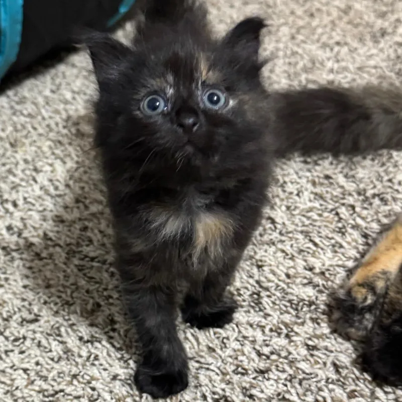 A baby small-sized female Tortoiseshell Domestic Medium Hair cat named Miso for adoption in Roselle, IL