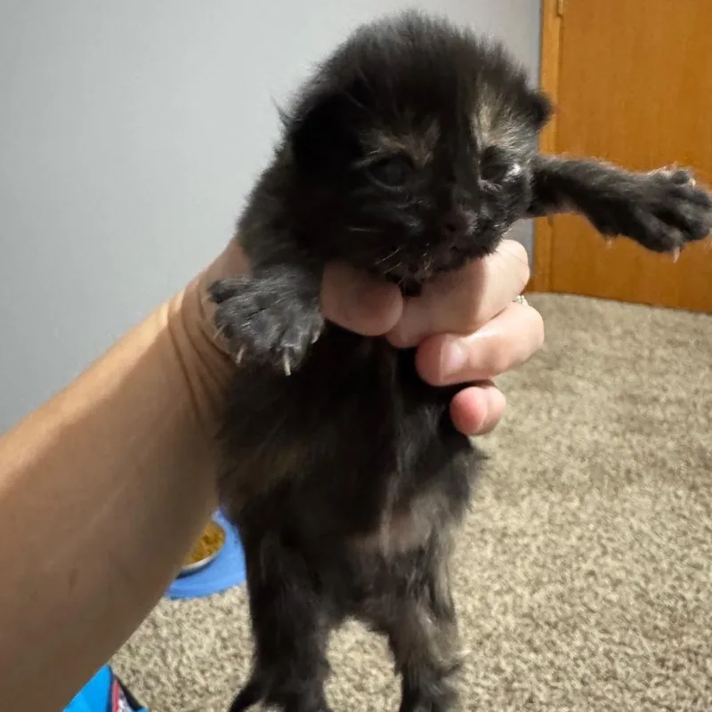 Miso thumbnail 2