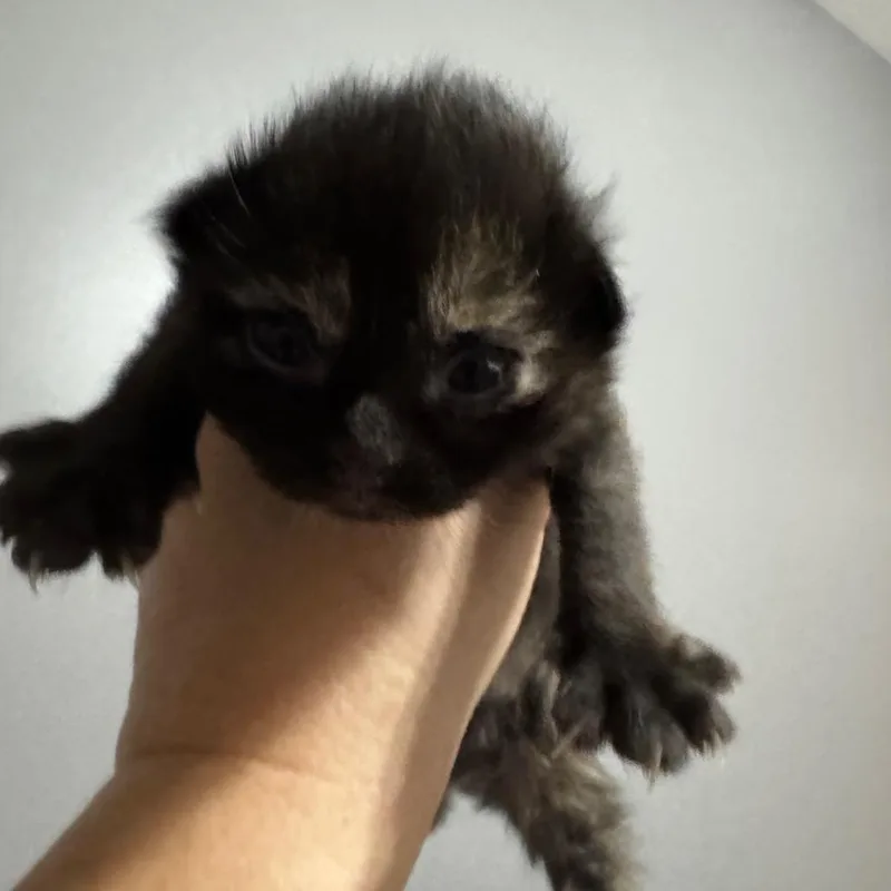 Miso thumbnail 4
