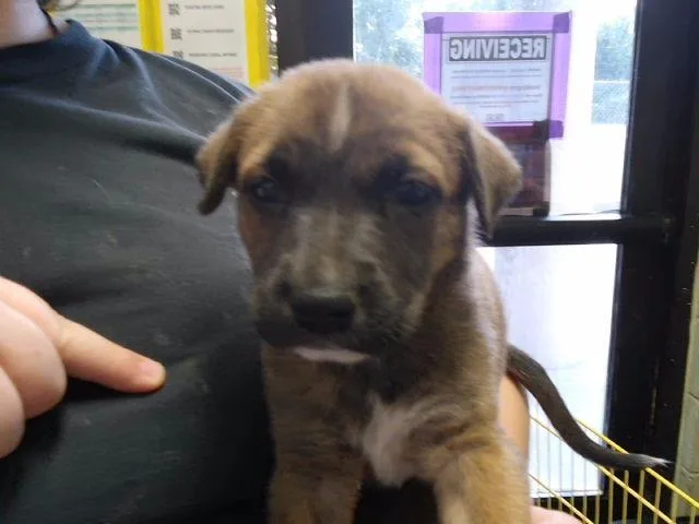 A baby small-sized male Pit Bull Terrier dog named Hephaestus for adoption in Tulsa, OK