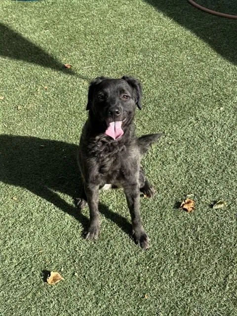 A young medium-sized female Labrador Retriever dog named Pinky for adoption in Sacramento, CA