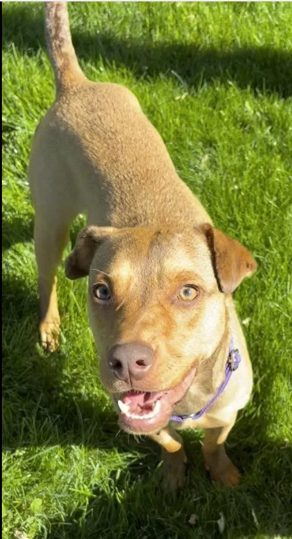 A young medium-sized female Red / Chestnut / Orange Labrador Retriever dog named Confetti for adoption in Pleasant Valley, NY