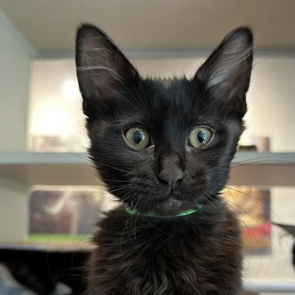 A baby small-sized male Domestic Medium Hair cat named Poly for adoption in Oakland, CA