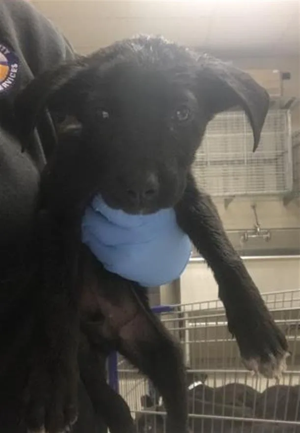 A baby small-sized male Labrador Retriever dog named Harvey for adoption in Conroe, TX