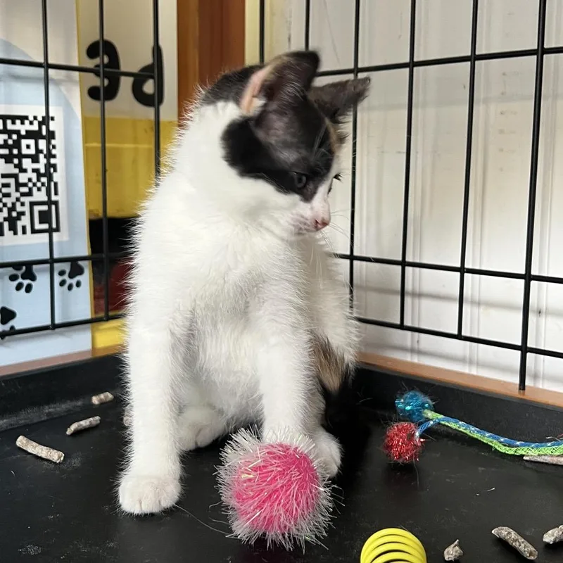 A baby small-sized female White Domestic Short Hair cat named Dunkin Munchkin for adoption in White, GA