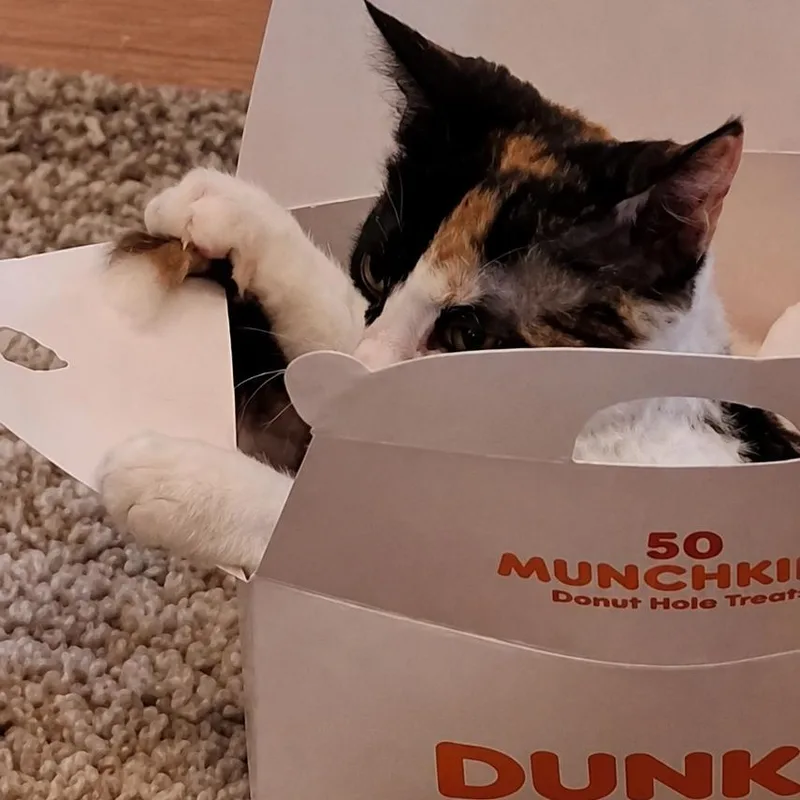 Dunkin Munchkin thumbnail 4