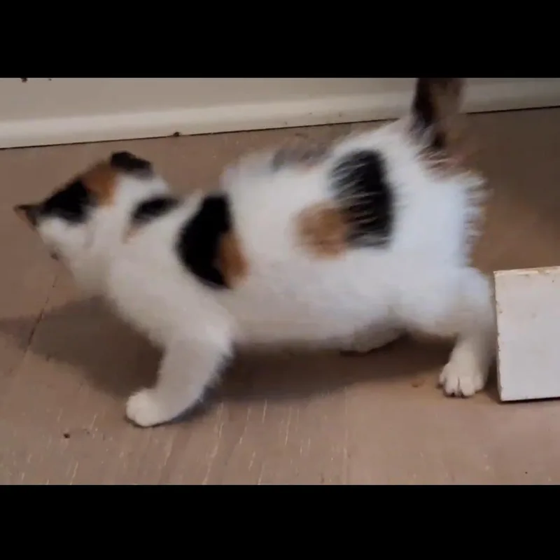 Dunkin Munchkin thumbnail 6