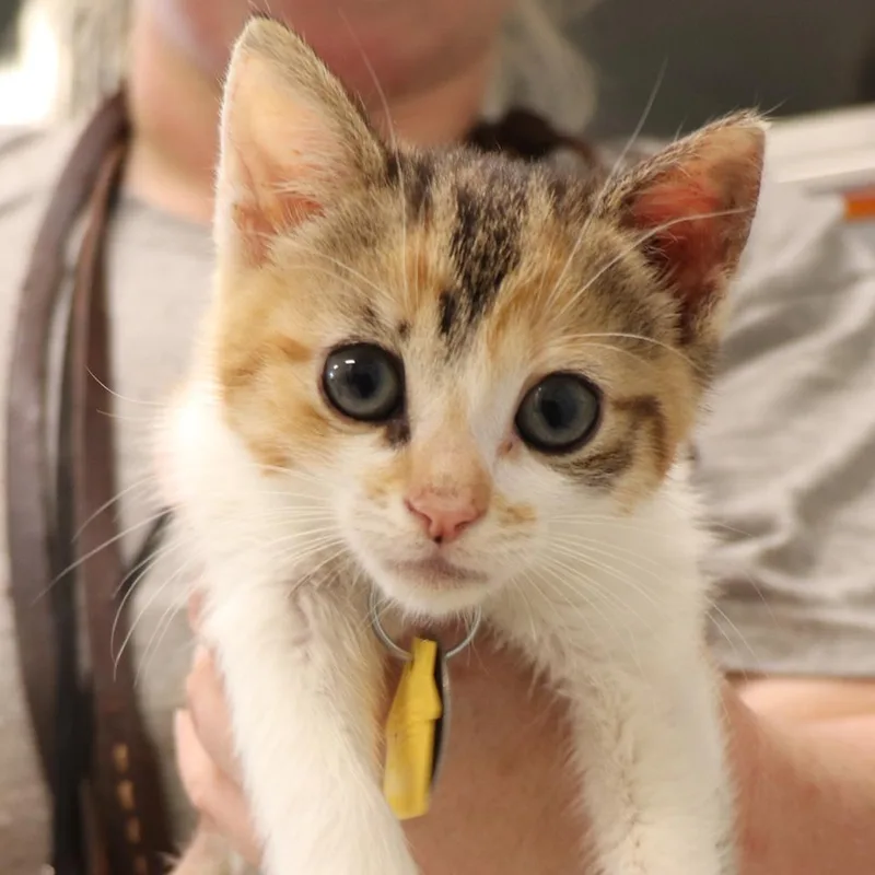 A baby small-sized female Domestic Short Hair cat named Vidia for adoption in Port Washington, NY