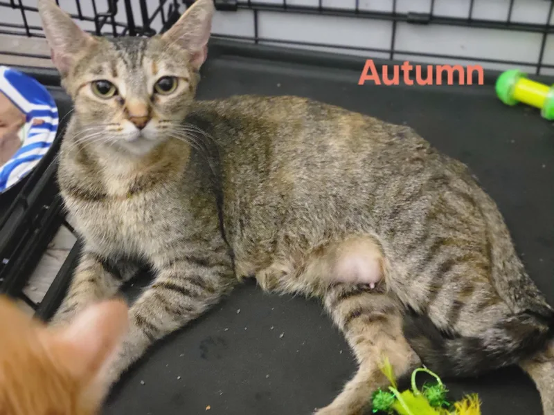 Autumn thumbnail 4