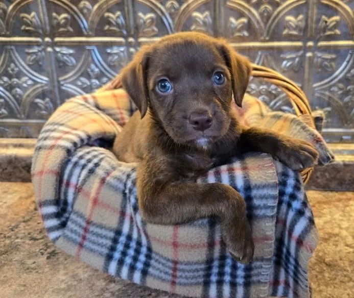 A baby medium-sized male Brown / Chocolate Labrador Retriever dog named Bluey Woods for adoption in Andover, MA