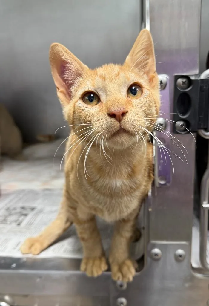 A baby medium-sized male Domestic Short Hair cat named Saucony for adoption in Cincinnati, OH