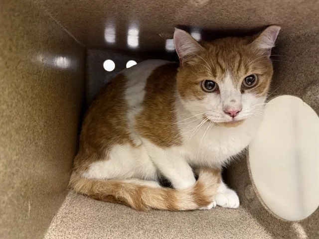 An adult large-sized male Domestic Medium Hair cat named Finn for adoption in Kent, WA