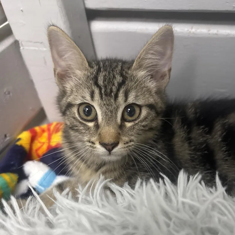 A baby small-sized female Brown / Chocolate Domestic Short Hair cat named Little Caesars for adoption in Middleburg, FL