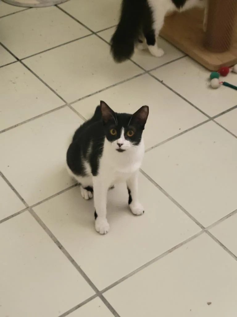 A baby medium-sized female Domestic Short Hair cat named Chilindrina for adoption in San Antonio, TX