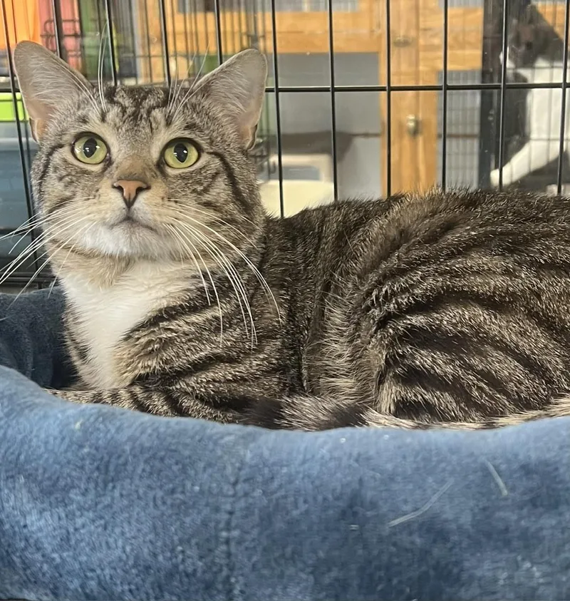 A young medium-sized male Tabby (Brown / Chocolate) Domestic Short Hair cat named Edison for adoption in Johnston, RI