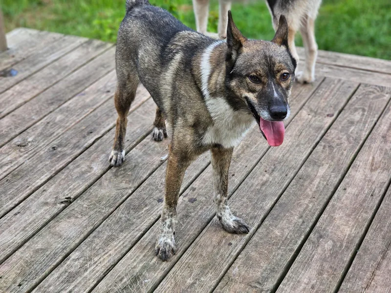 A young medium-sized male Husky dog named Ben Angleton for adoption in Sumter, SC
