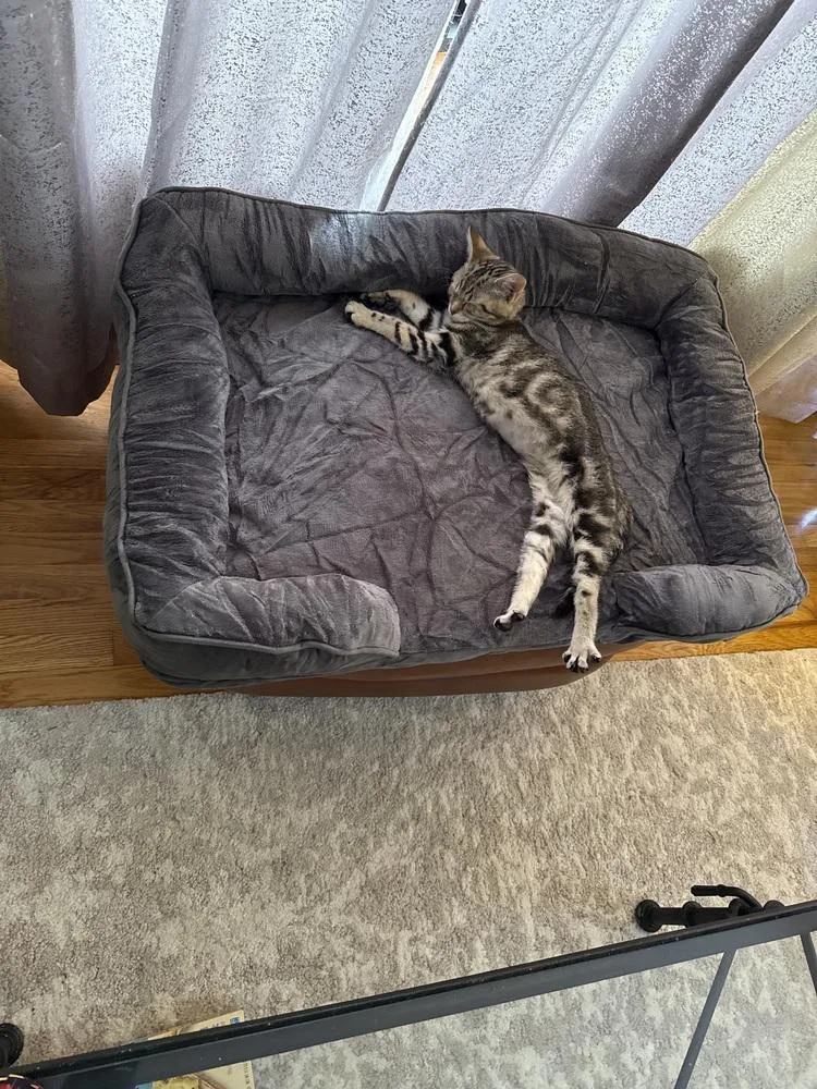 A baby small-sized female Domestic Short Hair cat named My Little Pony for adoption in West Mifflin, PA