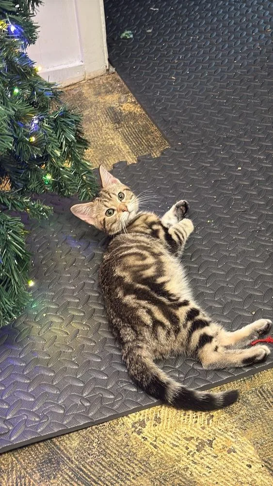 My Little Pony thumbnail 2