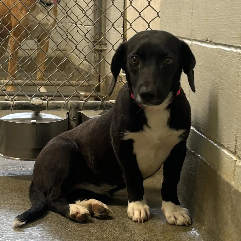 An adult small-sized female Black Basset Hound dog named Izzie for adoption in Huntsville, AL