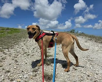 An adult large-sized female Red / Chestnut / Orange Mixed Breed dog named Lila for adoption in Key West, FL