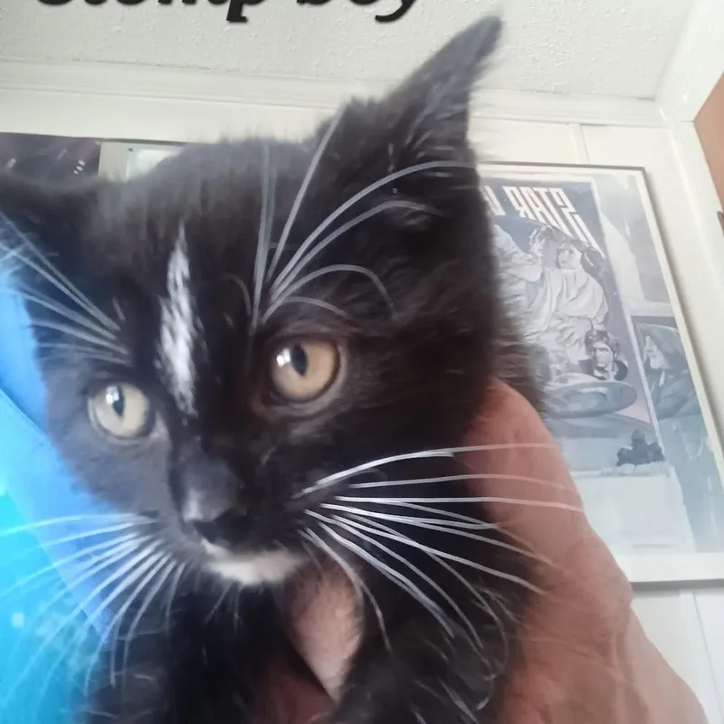 A baby small-sized male Black Domestic Short Hair cat named Stomp for adoption in Inver Grove Heights, MN