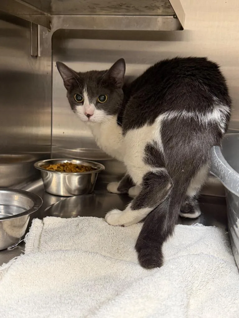 A young medium-sized female Domestic Short Hair cat named Won Ton for adoption in Great Bend, KS