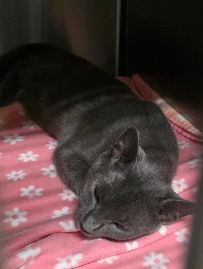 An adult medium-sized male Domestic Short Hair cat named Shadow for adoption in Clinton, MO