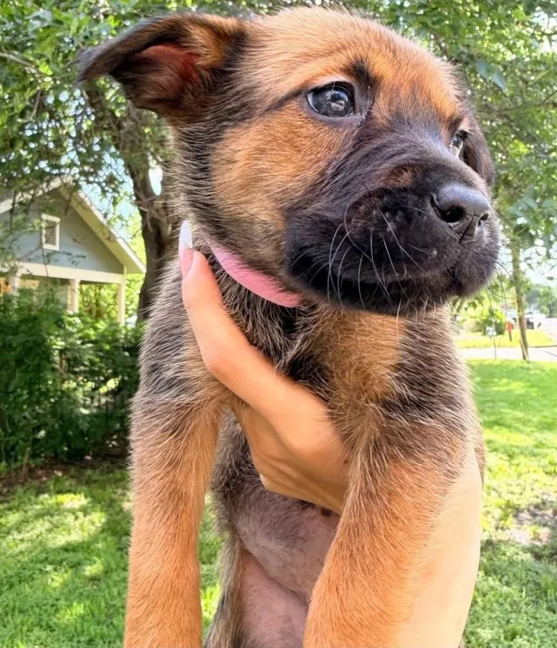 A baby medium-sized female Tricolor (Brown, Black, & White) German Shepherd Dog dog named Janis Joplin for adoption in Brewster , NY