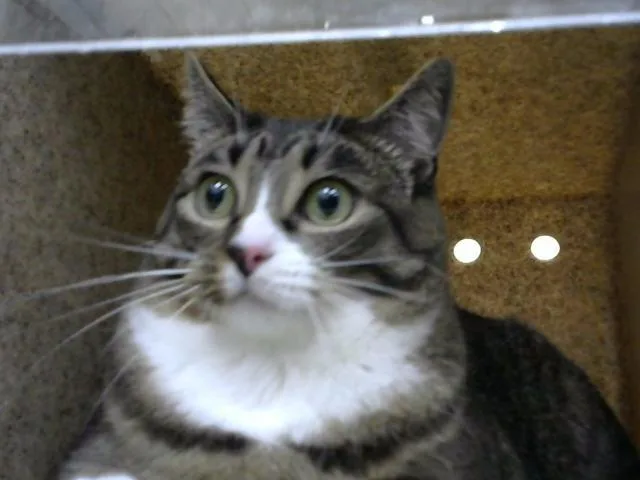 An adult medium-sized female Domestic Short Hair cat named Ayla for adoption in Albuquerque, NM