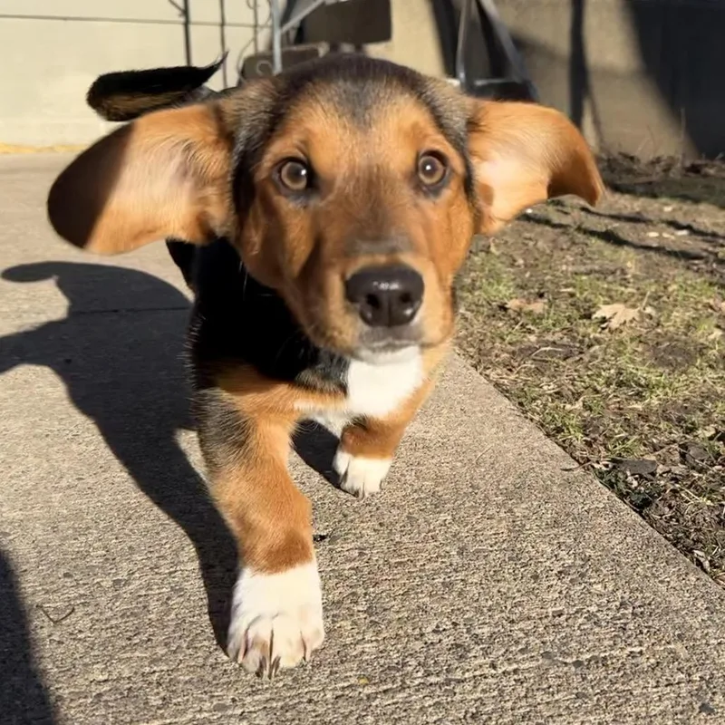 A baby medium-sized male Beagle dog named Ziggy for adoption in Crystal, MN