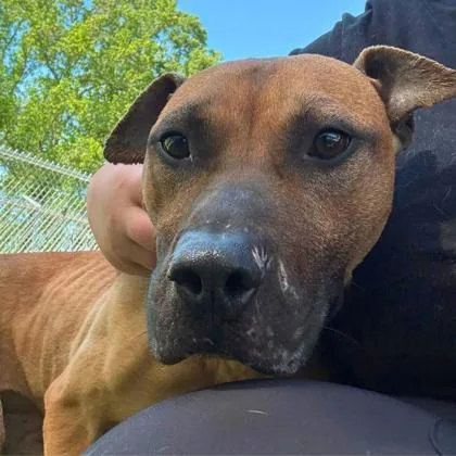 An adult medium-sized male Terrier dog named Pringles for adoption in Gastonia, NC